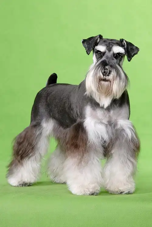 迷你雪纳瑞犬图片