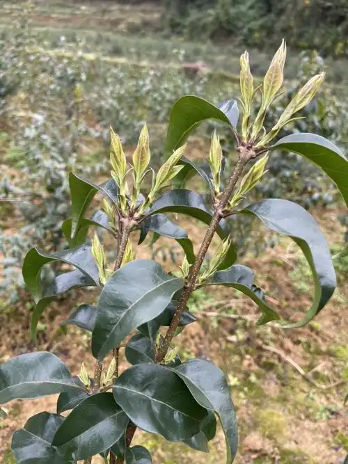 贵州余庆小叶苦丁茶来自大自然的恩赐具有降三高抗炎等功效