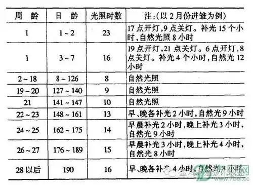 【参考】巧用彩色灯光能让鸡场效益大涨!附:蛋鸡场光照时间表