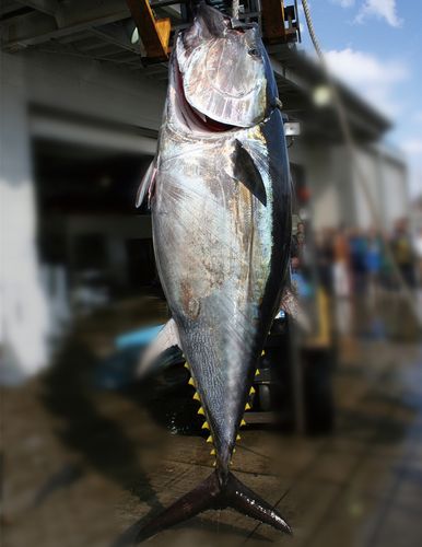 金枪鱼整条-特价促销-优惠券领取-价格|多少钱|什么牌子好-35优惠券