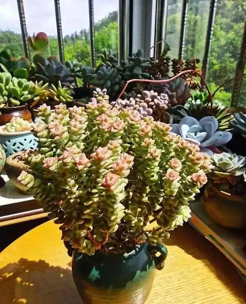 多肉爆盆机,叶子多得往外溢,开花比满天星还好看