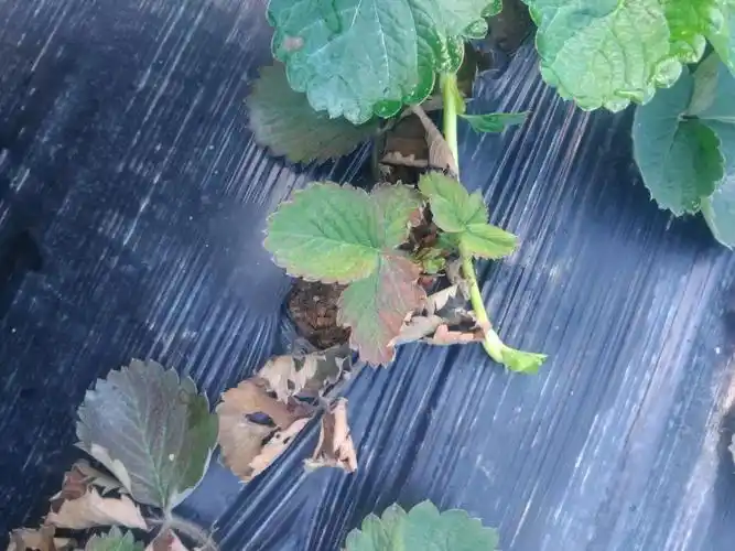 草莓黄萎病用什么药效果较好?快看看你用对药了吗