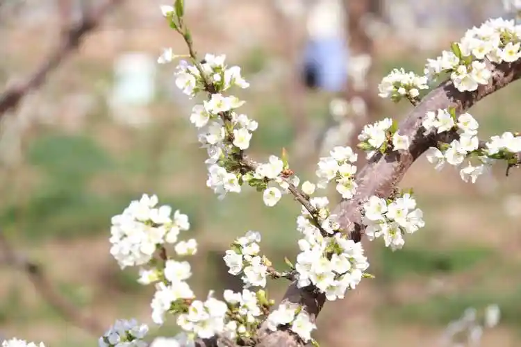 每日一景丨杏李花开-大象网