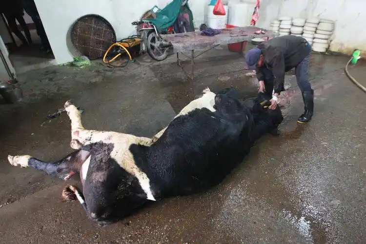 当天早上,他又将一头自己喂养的奶牛送进了屠宰场.