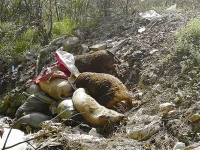 滁州市览山路边惊现多头死猪