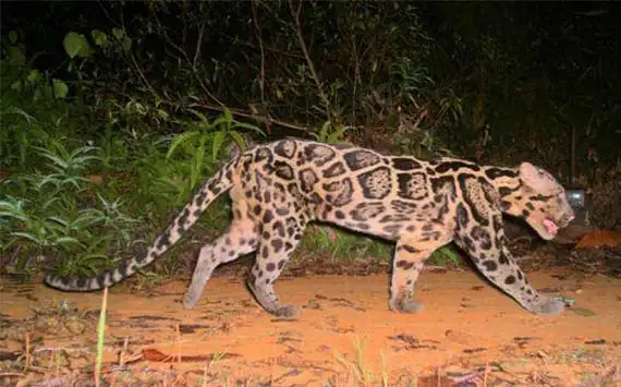 p>巽他云豹(学名: i>neofelis diardi /i>):是猫科,云豹属动物.