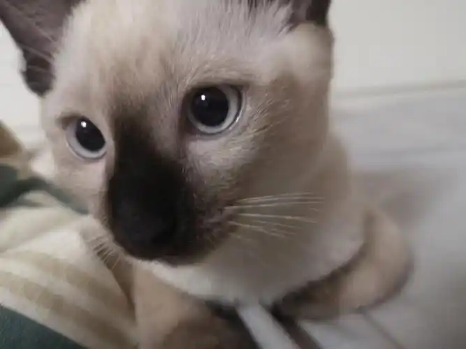 我家暹罗猫瞳色居然是白色