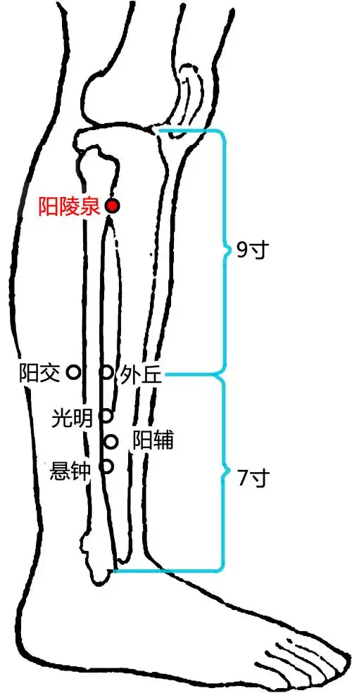 阳陵泉:屈膝90°,膝关节外下方,腓骨小头前下方凹陷处即是阳陵泉穴.