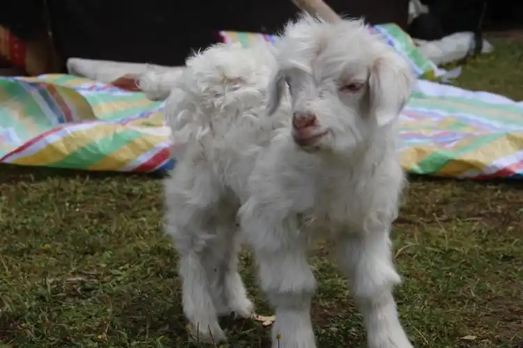 小绵羊,超软超绵