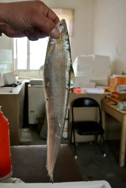 长江刀鱼禁捕仍有人捕抓