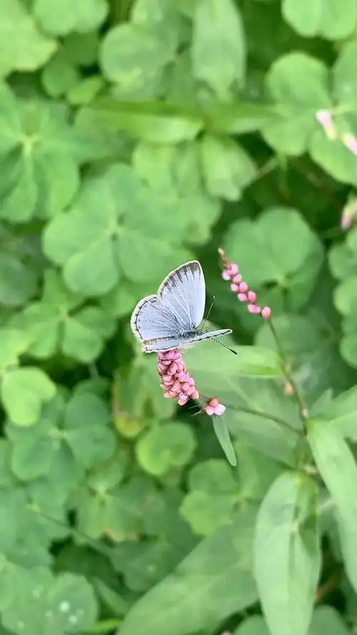 【酢浆灰蝶】真的好乖,没被吓走