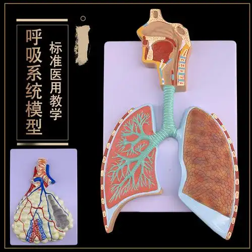 解剖模型呼吸系统人体浮雕肺泡放大其他模型玩具