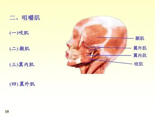 系统解剖学第七版03肌学 二,咀嚼肌 (一)咬肌 颞肌 (二)颞肌 (三)翼内