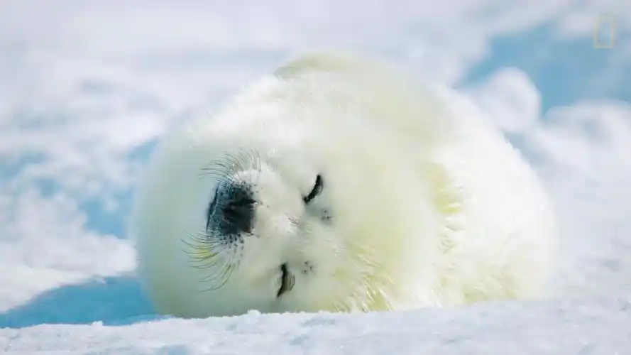 竖琴海豹与时间的赛跑,能不能跑到海里去,雪白的小海豹太可爱了!