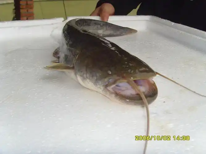 出售大口鲶鱼苗,鲶鱼规格,鲢鲶鱼成鱼