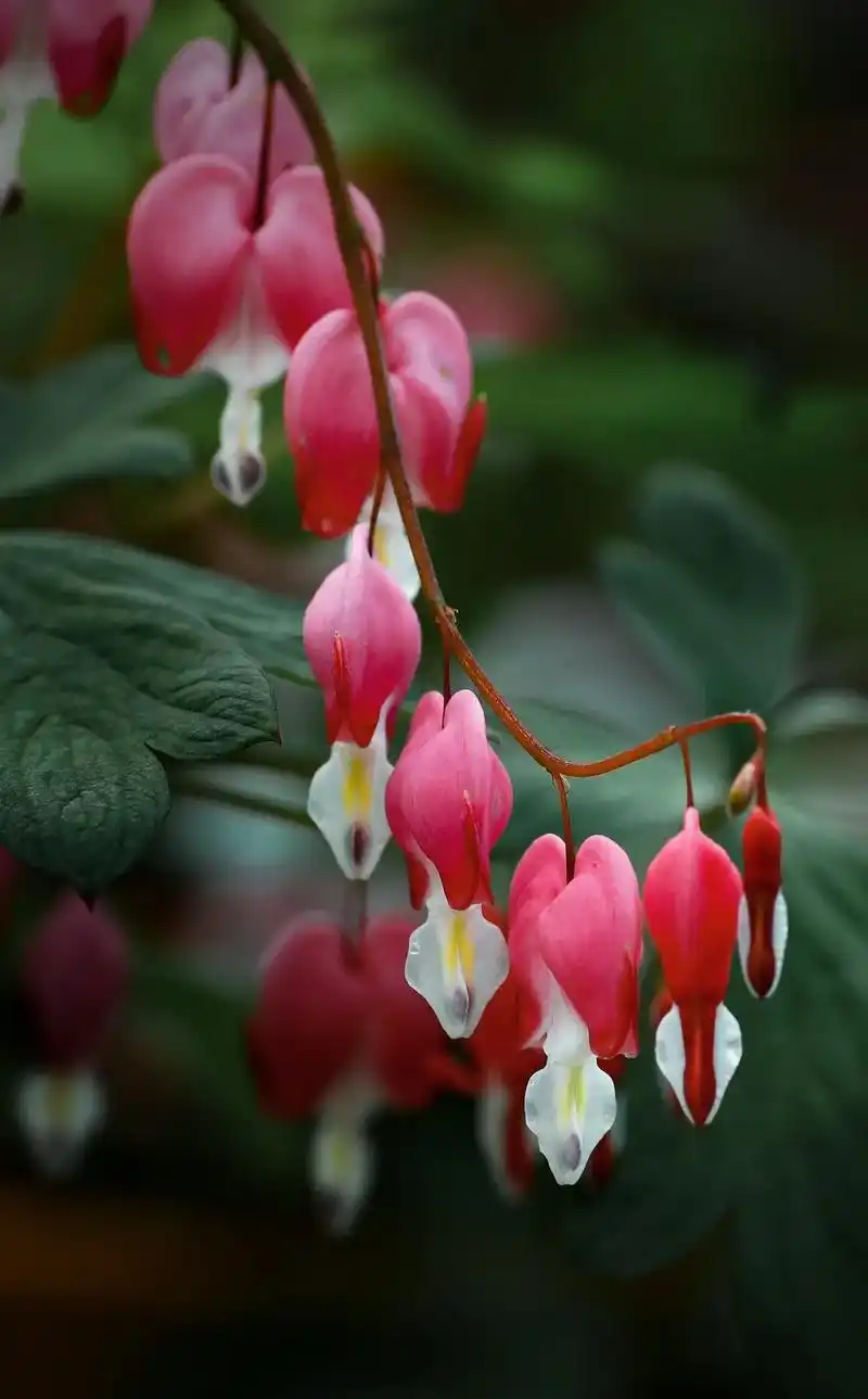 荷包牡丹#摄影 #原创摄影#实景拍摄 #漫花庄园的花儿真的很 - 抖音