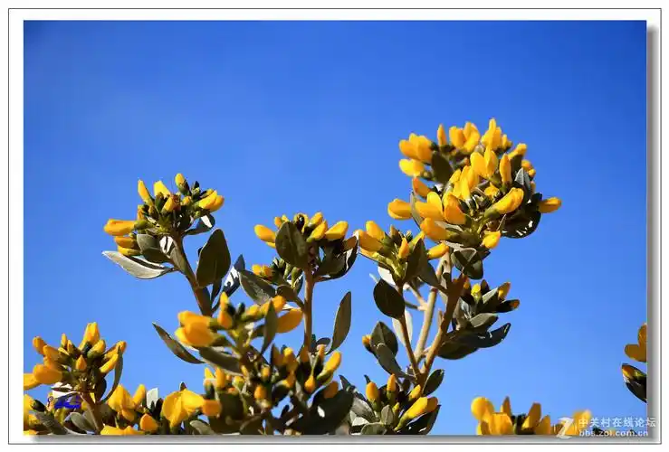 荒野的芬芳沙冬青