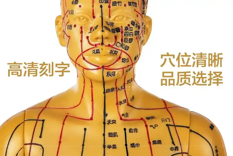 【新品】中医人体经络针灸穴位模型铜质针灸腧穴模型铜人人体针灸模型