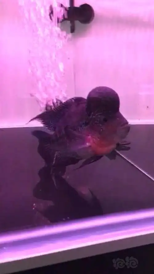 罗汉鱼想问下各位大佬这种黑的罗汉如何