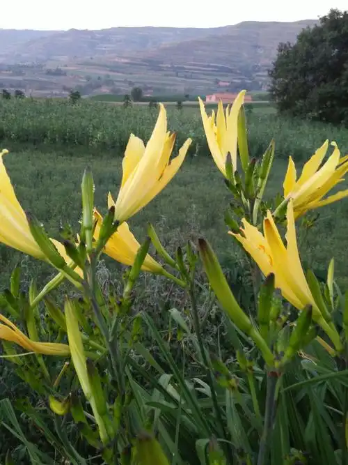 鲜艳黄花菜_帖子_oppo手机官方社区