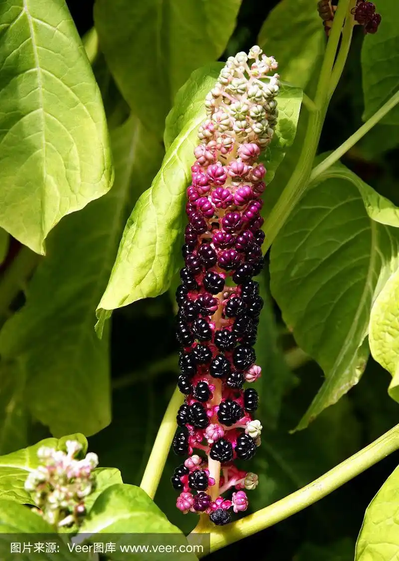 美洲商陆成熟的紫色果实