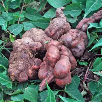 北京同仁品质原料贵州黑何首乌新鲜生首乌护发首乌赤首乌血首乌药材