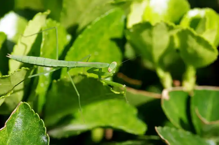 绿色小螳螂