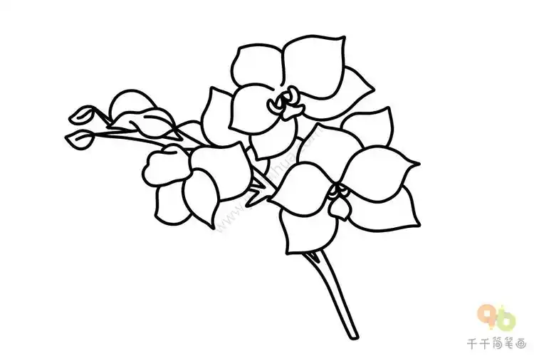 蝴蝶兰简笔画图片