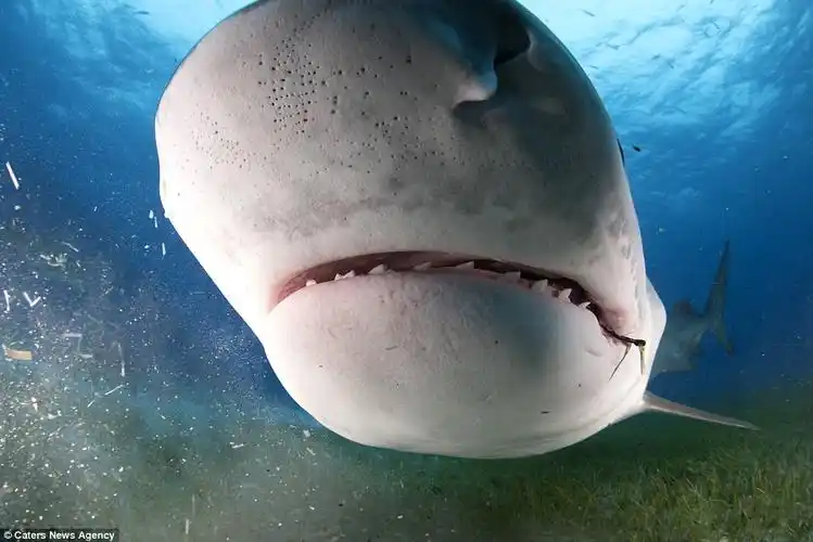 摄影师冒生命危险拍摄鲨鱼嘴中构造