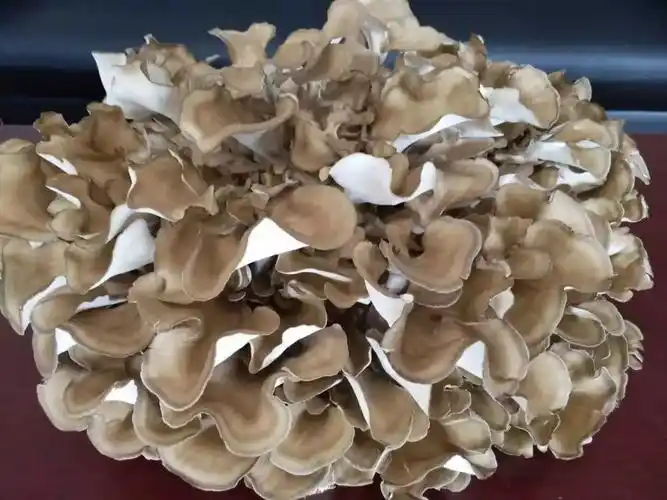 舞茸免疫之王你了解它吗