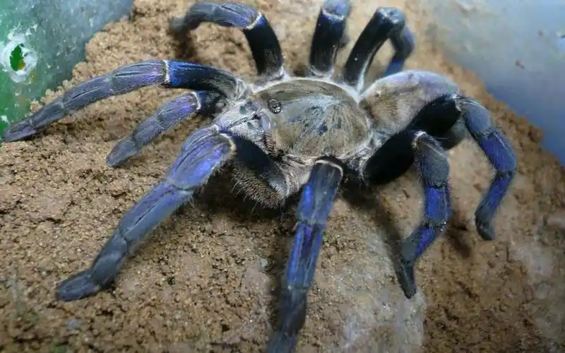 泰国金属蓝幼体喂食视频,具有金属质感的蓝色捕鸟蛛