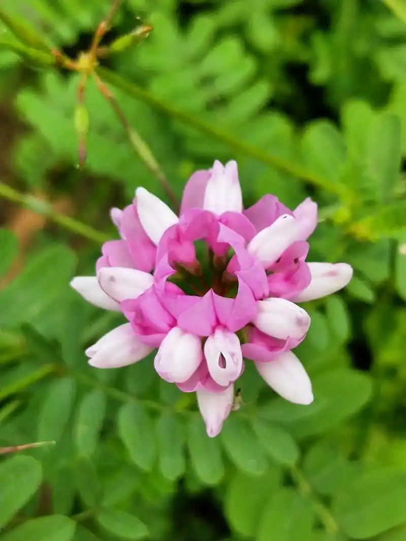 身边植物之绣球小冠花:单个花瓣是豆科植物开花典型的样子.