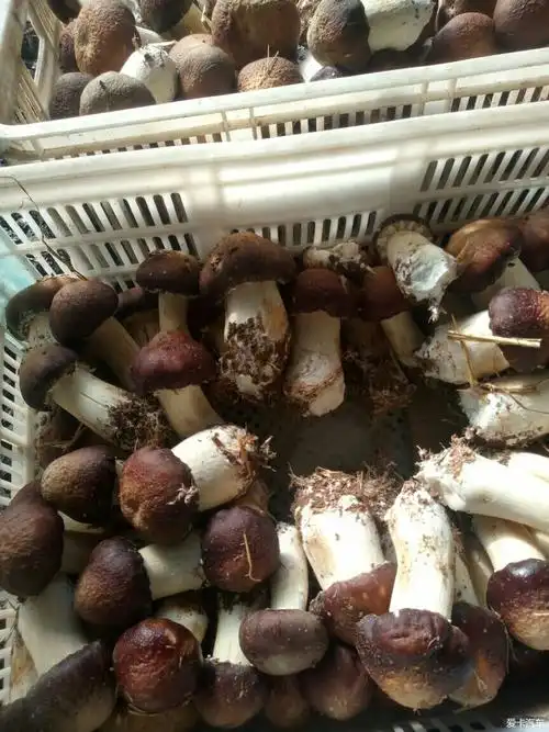 > 我种地技术突破之人工种植松茸获得成功