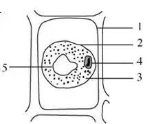 9分右图示洋葱鳞片叶表皮细胞请据图回答下面的问题