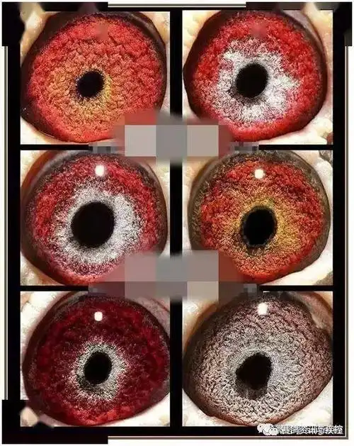 看点金配砂头代佳再转黄代代强