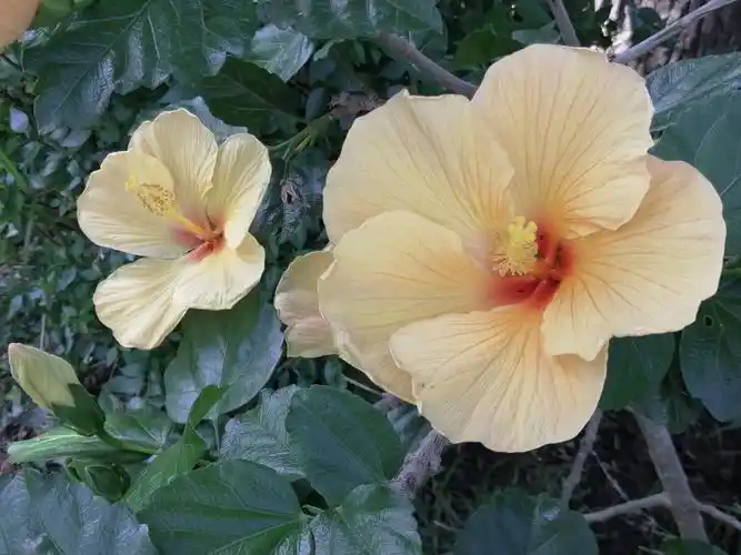 五颜六色朱槿花