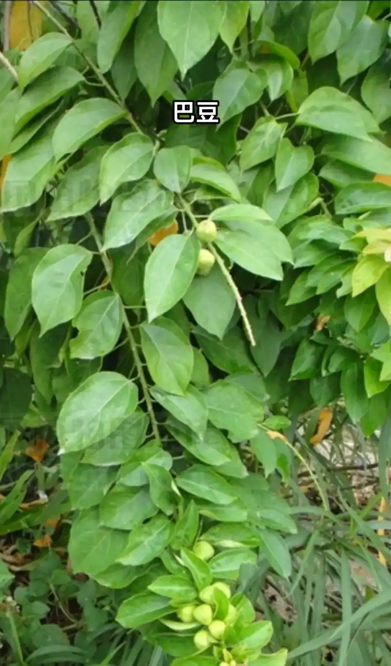 药材鉴别.巴豆 #中草药知识 #植物科普 #每天学习一点点  - 抖音