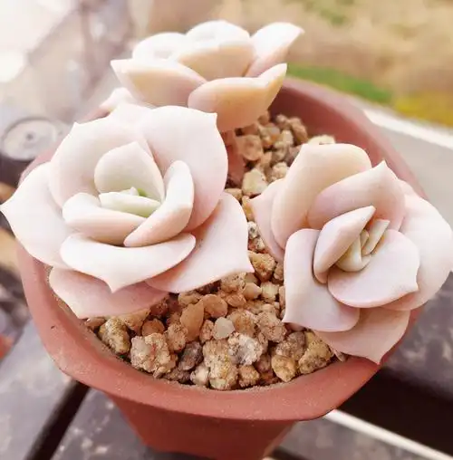想要多肉的状态好,露养是不可缺少的,养可爱玫瑰也一样