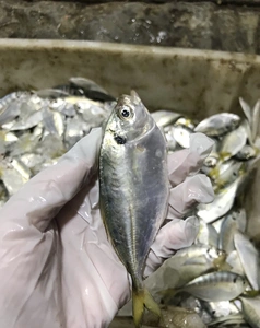 汕尾新鲜海捕结尾鱼 西瓜皮鱼 鲜活水产 孕妇小孩辅食煲鱼汤 海鱼