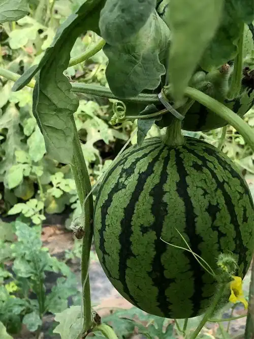 不同花期的西瓜蔓上绑着不同颜色的绳子