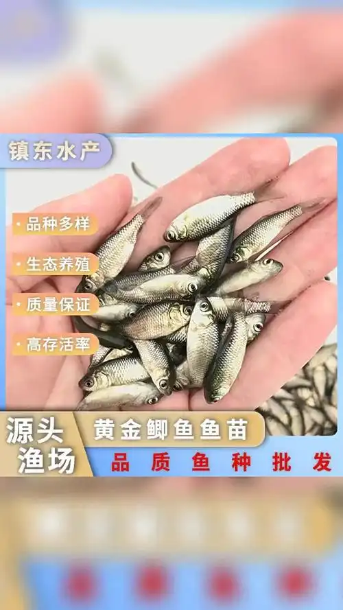 黄金鲫鱼大品种淡水养殖黄金鲫鱼大个体鱼苗鲫鱼活体渔厂大量批发