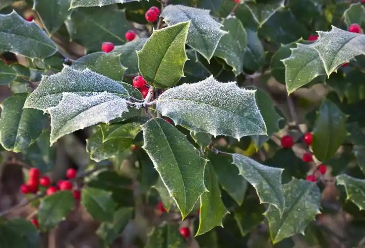 绿叶植物冬青树高清壁纸