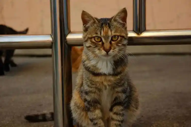 南京浦口超美狸黄猫找领养啦