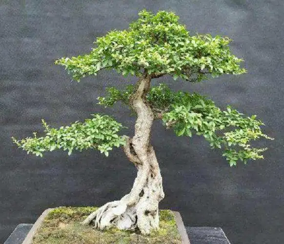 小叶女贞盆景肥水管理做好这几点枝繁叶绿