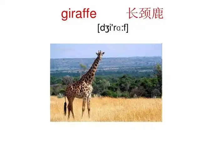 giraffe 长颈鹿 [d irɑ:f]