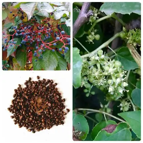 新采爬山虎种子爬墙的种籽爬墙虎种子爬藤植物攀爬植物种子常绿籽