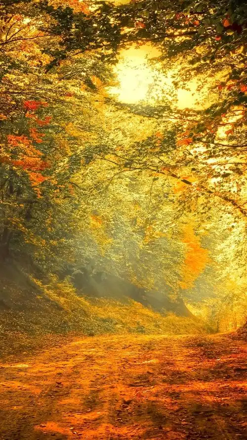 森林,森林,迷雾,唯美风景,自然美景,阳光,手机壁纸清晨阳光