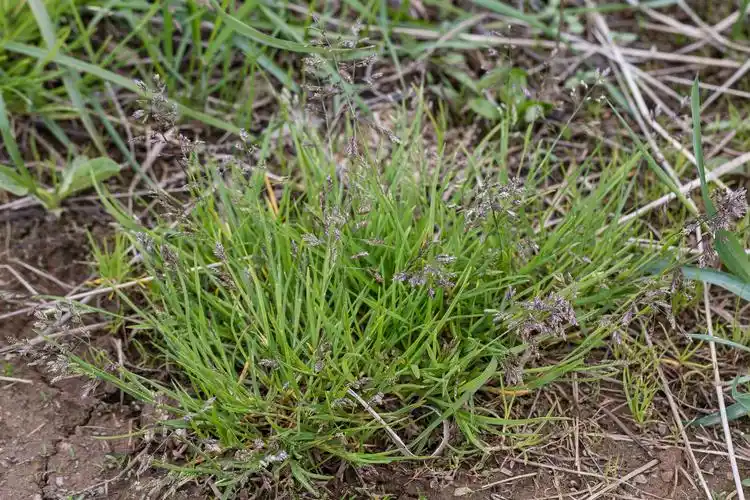 早熟禾(早熟禾草坪优缺点)