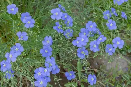 蓝色亚麻花在花坛,夏天,特写照片