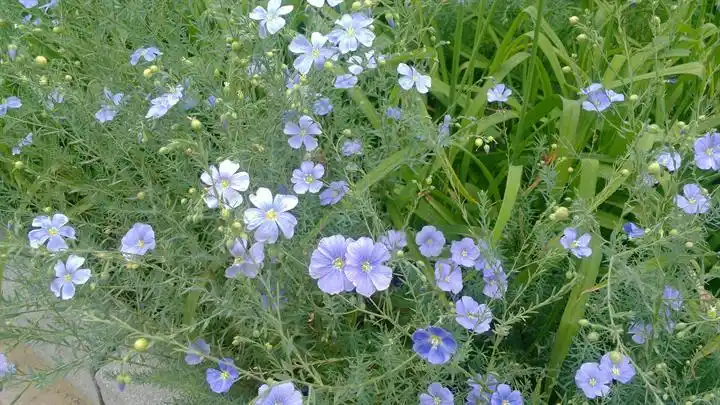 亚麻科:宿根亚麻 linum perenne